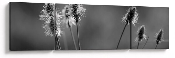 Obraz - Béžová soft grass N⁰2 (170x50 cm)