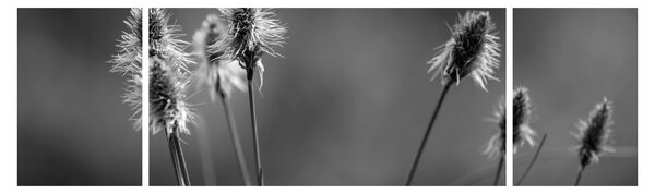 Obraz - Béžová soft grass N⁰2 (170x50 cm)