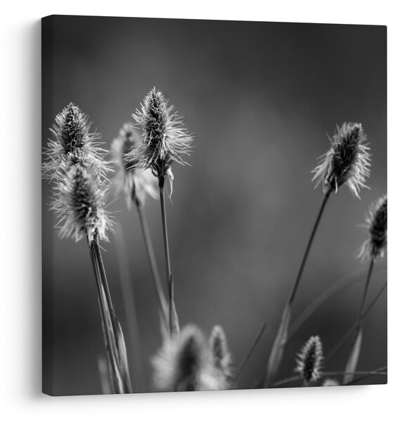 Obraz - Béžová soft grass N⁰2 (30x30 cm)
