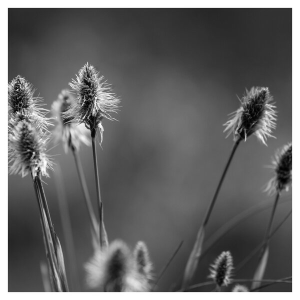 Obraz - Béžová soft grass N⁰2 (30x30 cm)