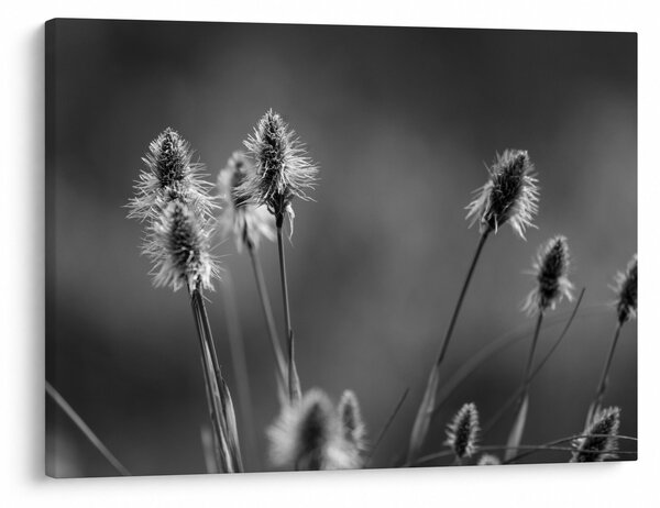 Obraz - Béžová soft grass N⁰2 (70x50 cm)
