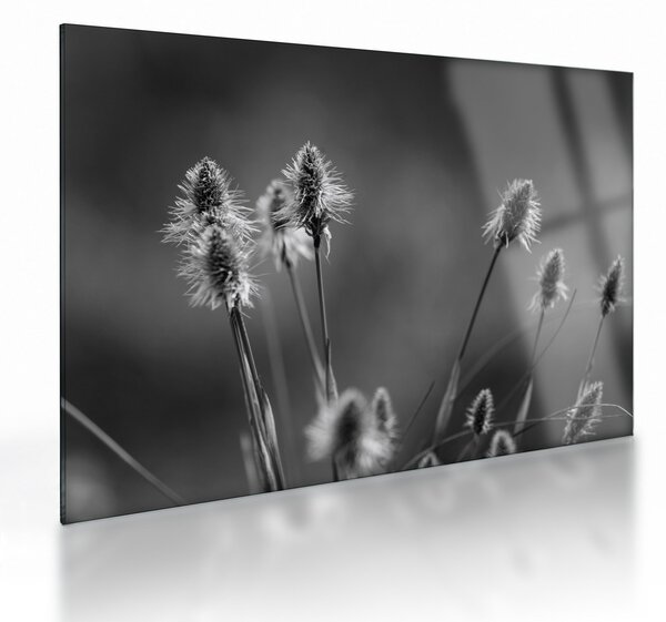Skleněný obraz - Béžová soft grass N⁰2 (70x50 cm)