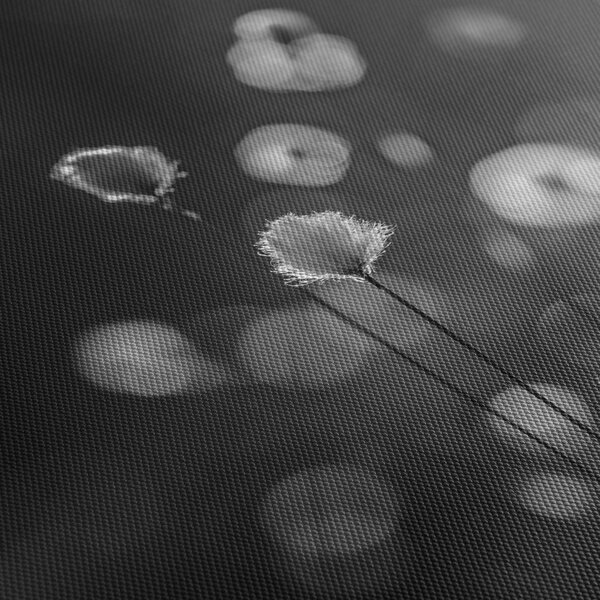 Obraz - Cottongrass na louce (30x30 cm)