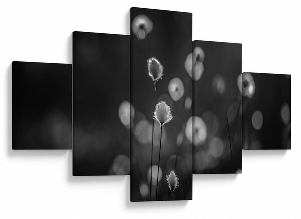 Obraz - Cottongrass na louce (125x70 cm)