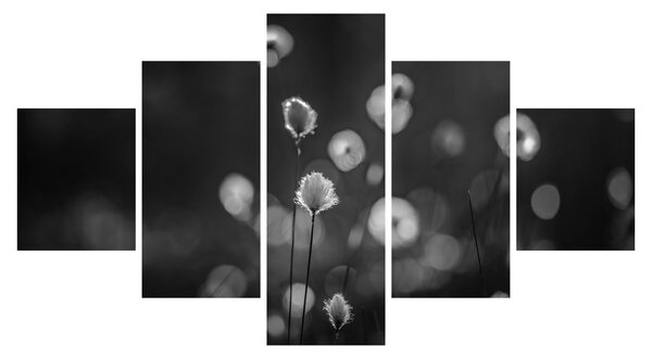 Obraz - Cottongrass na louce (125x70 cm)