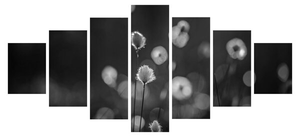 Obraz - Cottongrass na louce (210x100 cm)