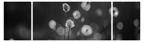 Obraz - Cottongrass na louce (170x50 cm)