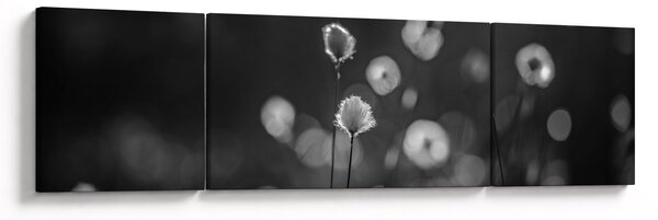 Obraz - Cottongrass na louce (170x50 cm)