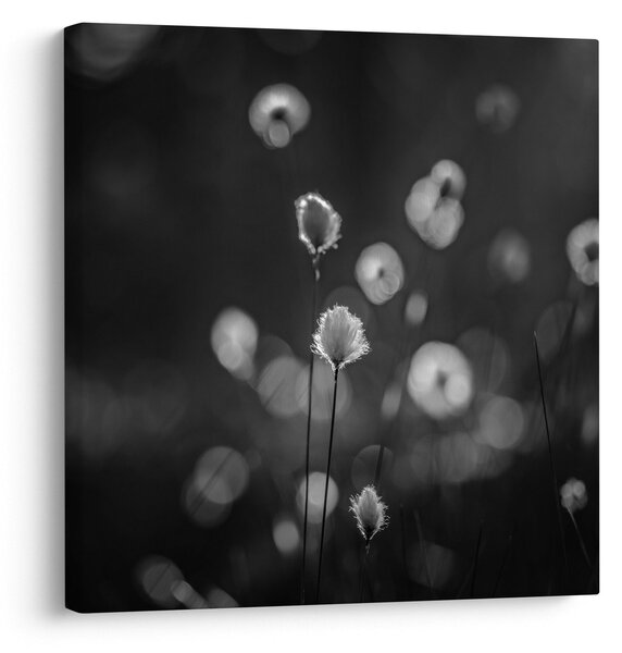 Obraz - Cottongrass na louce (30x30 cm)