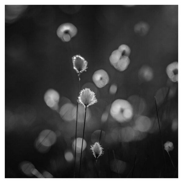 Obraz - Cottongrass na louce (30x30 cm)