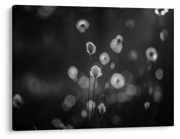 Obraz - Cottongrass na louce (70x50 cm)