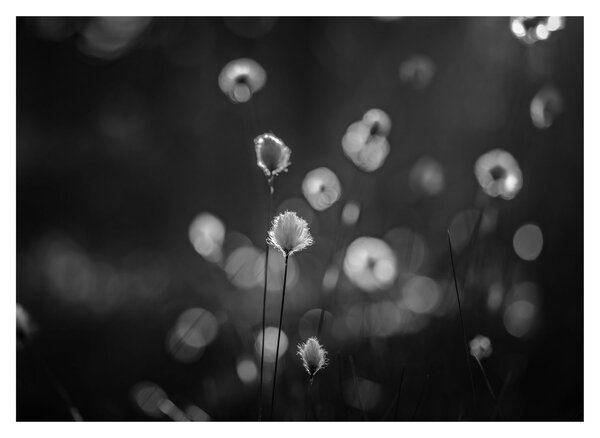 Obraz - Cottongrass na louce (70x50 cm)