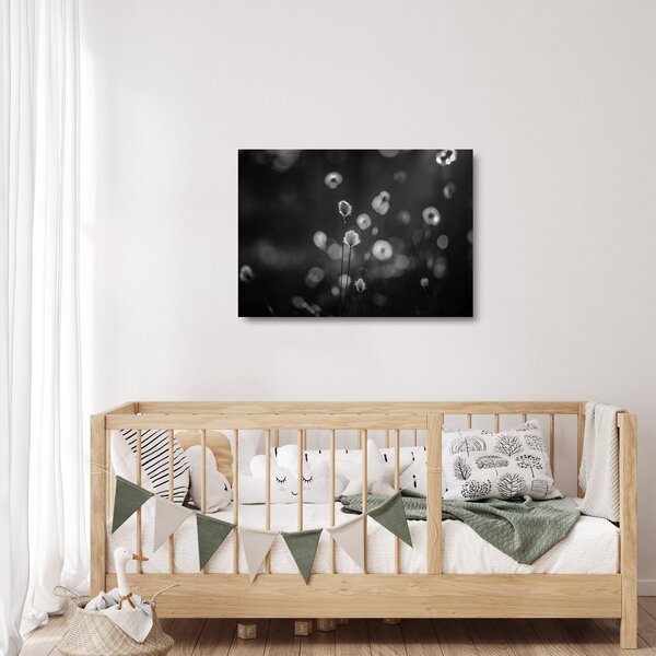 Skleněný obraz - Cottongrass na louce (70x50 cm)