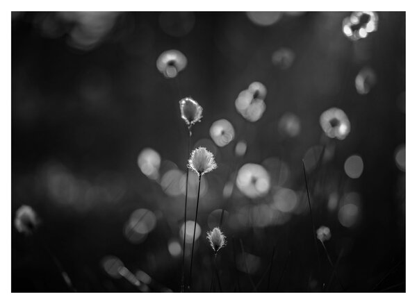 Skleněný obraz - Cottongrass na louce (70x50 cm)