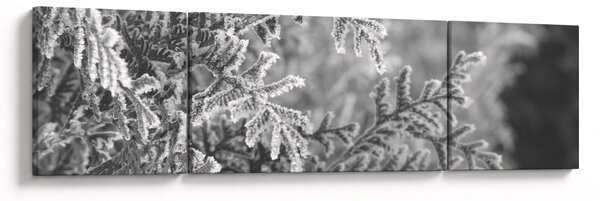 Obraz - Smrkový les (170x50 cm)