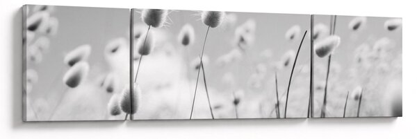 Obraz - Boho bunny tail grass (170x50 cm)