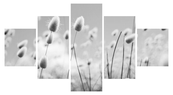 Obraz - Boho bunny tail grass (125x70 cm)