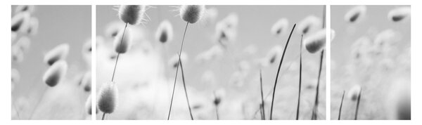 Obraz - Boho bunny tail grass (170x50 cm)