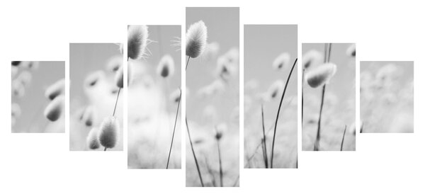 Obraz - Boho bunny tail grass (210x100 cm)