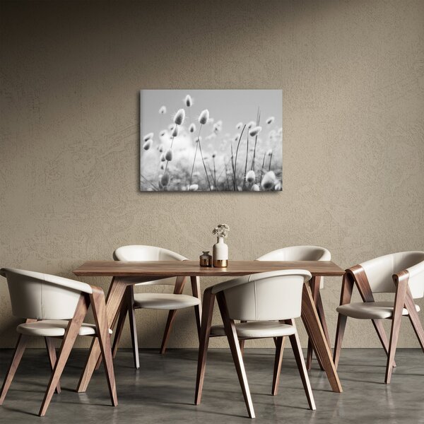 Obraz - Boho bunny tail grass (70x50 cm)