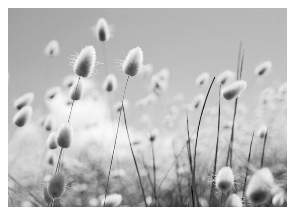 Obraz - Boho bunny tail grass (70x50 cm)