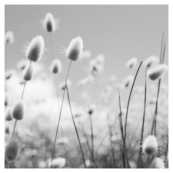 Obraz - Boho bunny tail grass (30x30 cm)