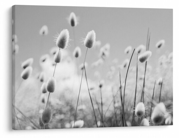 Obraz - Boho bunny tail grass (70x50 cm)