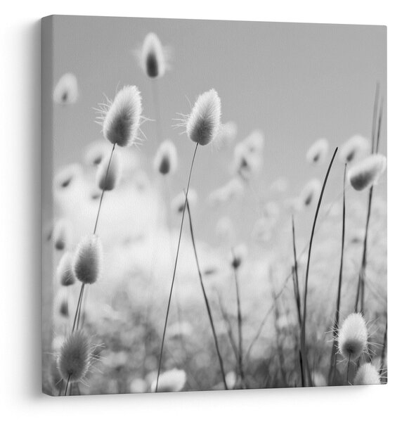Obraz - Boho bunny tail grass (30x30 cm)