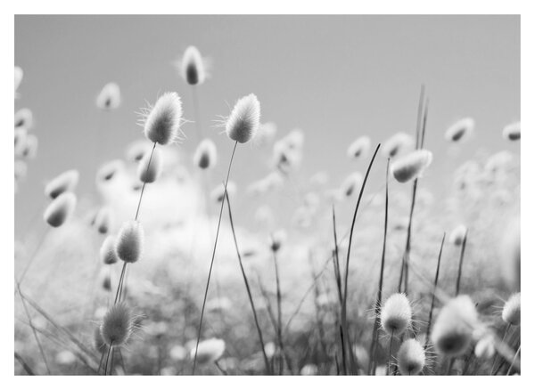 Skleněný obraz - Boho bunny tail grass (70x50 cm)