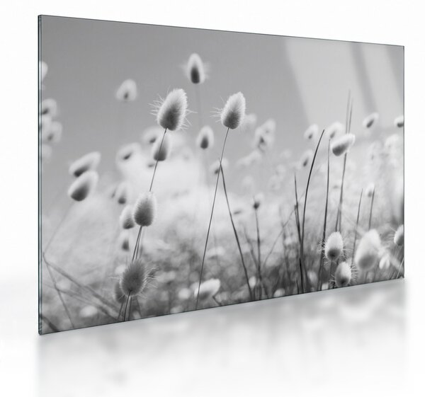 Skleněný obraz - Boho bunny tail grass (70x50 cm)
