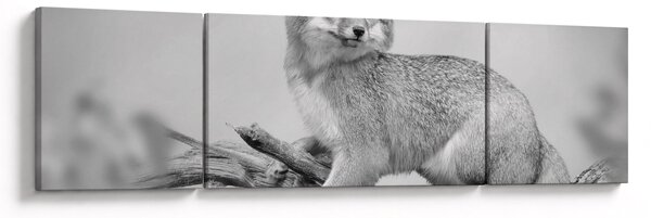 Obraz - Liška šedá (170x50 cm)