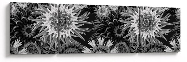 Obraz - Černobílé bodláky (170x50 cm)