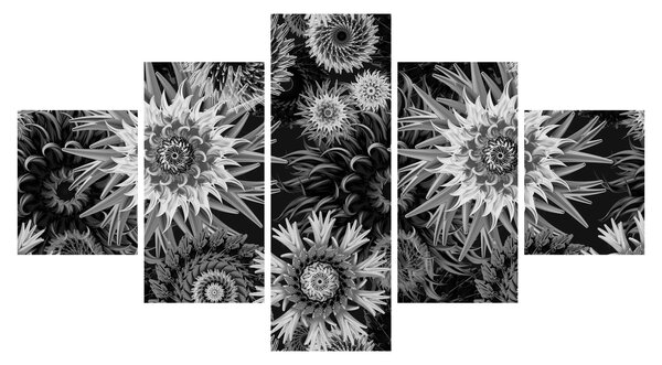 Obraz - Černobílé bodláky (125x70 cm)