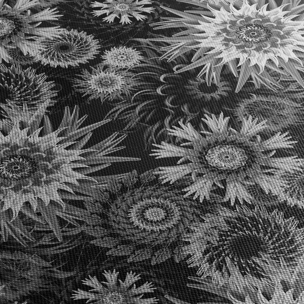 Obraz - Černobílé bodláky (170x50 cm)