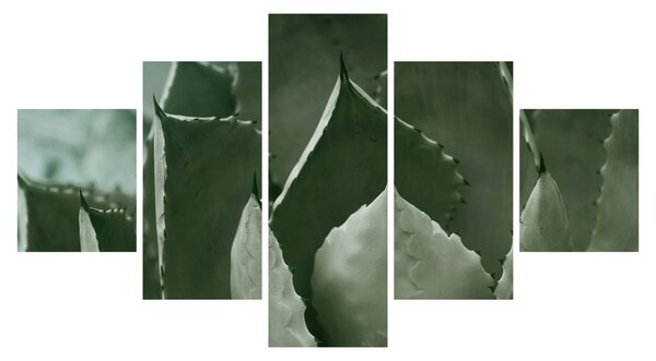 Obraz - Zelená agáve (125x70 cm)