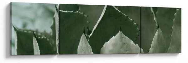Obraz - Zelená agáve (170x50 cm)