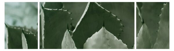 Obraz - Zelená agáve (170x50 cm)