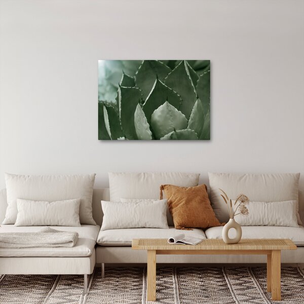Obraz - Zelená agáve (70x50 cm)