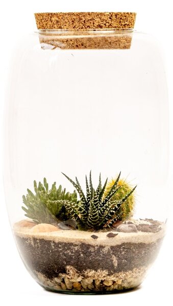 Skleněná dóza CORNUS s korkovým špuntem, 22x15 cm - osázené suchomilné