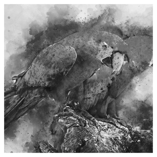 Obraz - Akvareloví papoušci (30x30 cm)