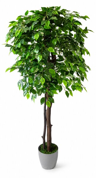 ArtTree s.r.o. Fíkus Benjamin 130 cm