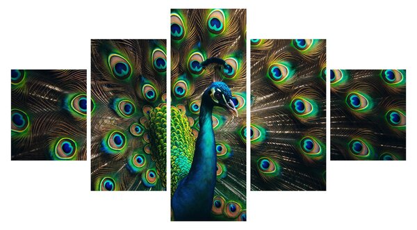 Obraz - Páv (125x70 cm)