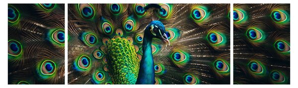 Obraz - Páv (170x50 cm)