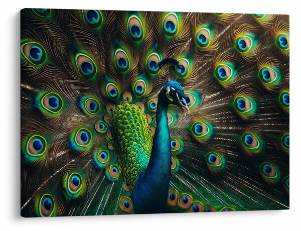 Obraz - Páv (70x50 cm)