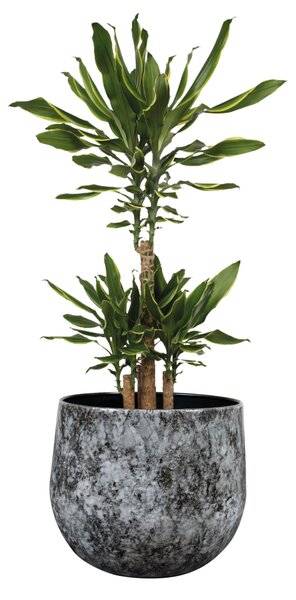 Ter Steege Obal Emmie mystic grey D23 H20