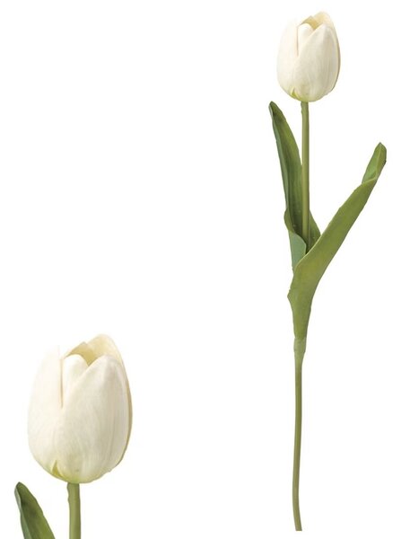 Pěnový tulipán krémový