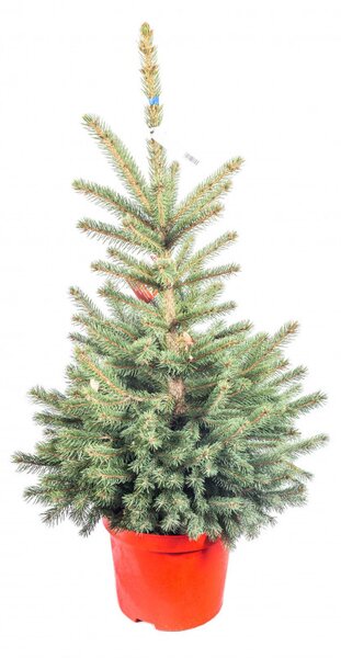 Smrk pichlavý, Picea pungens, kontejnerovaný stromek, vysoký 80 - 100 cm