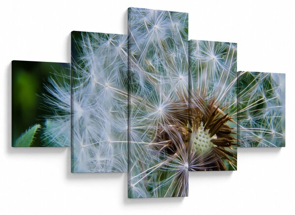 Obraz odkvetlé pampelišky (125x70 cm)