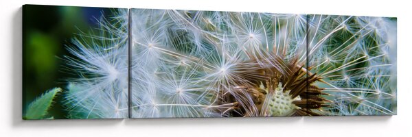Obraz odkvetlé pampelišky (170x50 cm)