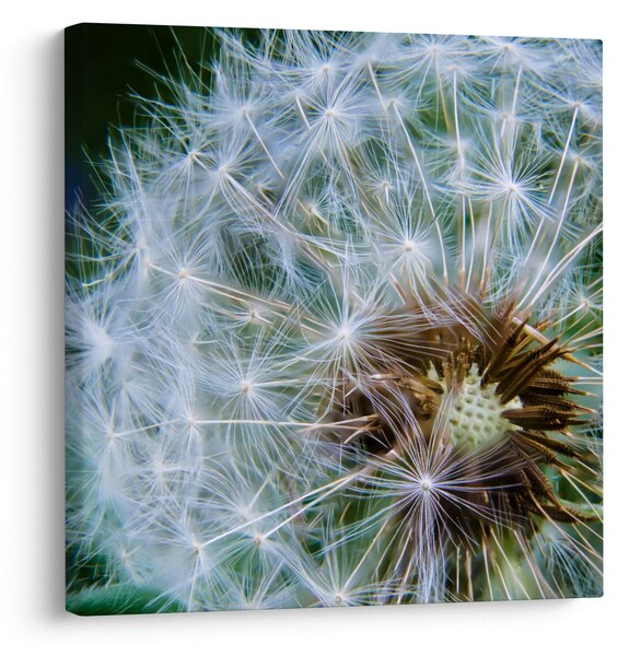 Obraz odkvetlé pampelišky (30x30 cm)